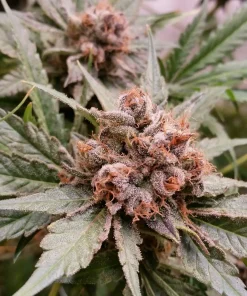 Blue Cheese Feminized Esrar Tohumu (Big Buddha Seeds)