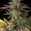 Blue Cheese Feminized Esrar Tohumu (Dinafem)