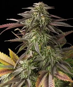 Blue Cheese Feminized Esrar Tohumu (Dinafem)