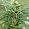 Blue Cookies Feminized Esrar Tohumu (Crop King Seeds)