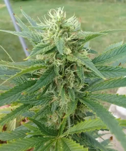 Blue Cookies Feminized Esrar Tohumu (Crop King Seeds)