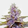 Blue Dream Auto Fem Esrar Tohumu (MSNL)