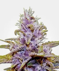 Blue Dream Auto Fem Esrar Tohumu (MSNL)