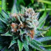 Blue Dream Feminized Esrar Tohumu (Nirvana)