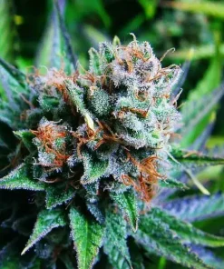 Blue Dream Feminized Esrar Tohumu (Nirvana)