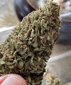 Blue Dream Feminized Esrar Tohumu (Nirvana)