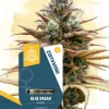 Blue Dream Feminized Esrar Tohumu (Zamnesia Seeds)