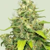 Blue Gelato Feminized Esrar Tohumu (Royal Queen Seeds)