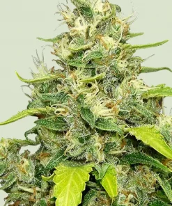 Blue Gelato Feminized Esrar Tohumu (Royal Queen Seeds)