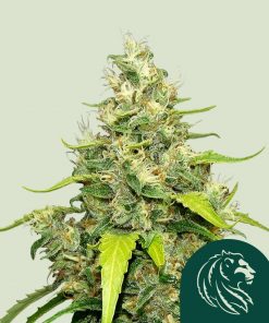 Blue Gelato Feminized Esrar Tohumu (Royal Queen Seeds)