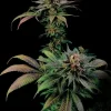 Blue Widow Feminized Esrar Tohumu (Dinafem)