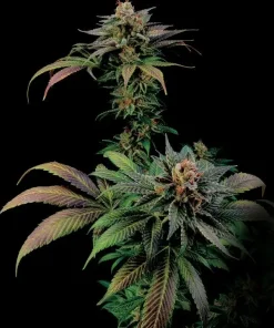Blue Widow Feminized Esrar Tohumu (Dinafem)