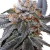 Blue Zushi Feminized Esrar Tohumu (Dutch Passion)