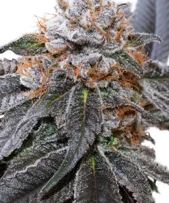 Blue Zushi Feminized Esrar Tohumu (Dutch Passion)