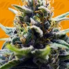 Blue Zushi Feminized Esrar Tohumu (Original Sensible Seeds)