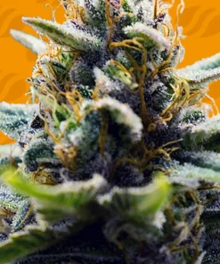 Blue Zushi Feminized Esrar Tohumu (Original Sensible Seeds)