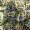 Blueberry Banana Auto Fem Esrar Tohumu (Anesia Seeds)