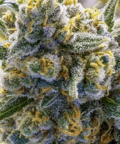 Blueberry Banana Auto Fem Esrar Tohumu (Anesia Seeds)