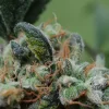 Blueberry Cheesecake Feminized Esrar Tohumu (Female Seeds)