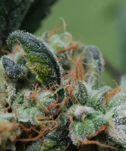 Blueberry Cheesecake Feminized Esrar Tohumu (Female Seeds)