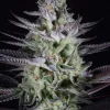 Blueberry Cookies Feminized Esrar Tohumu (Dinafem)
