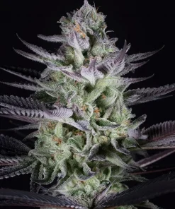 Blueberry Cookies Feminized Esrar Tohumu (Dinafem)