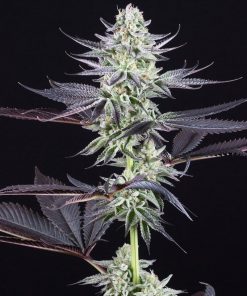 Blueberry Cookies Feminized Esrar Tohumu (Dinafem)