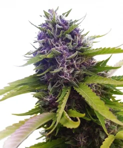Blueberry Feminized Esrar Tohumu (ILGM)