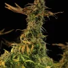 Blueberry Headband Feminized Esrar Tohumu (Humboldt Seed Organization)