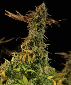 Blueberry Headband Feminized Esrar Tohumu (Humboldt Seed Organization)