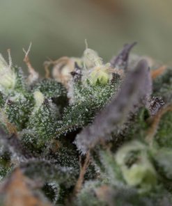 Blueberry Headband Feminized Esrar Tohumu (Humboldt Seed Organization)