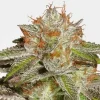 Bruce Banner #3 Feminized Esrar Tohumu (MSNL)