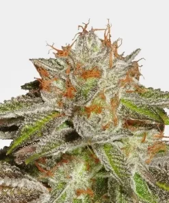 Bruce Banner #3 Feminized Esrar Tohumu (MSNL)