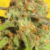 Bruce Banner Auto Fem Esrar Tohumu (Original Sensible Seeds)