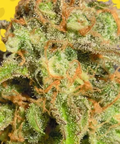 Bruce Banner Auto Fem Esrar Tohumu (Original Sensible Seeds)