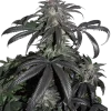 Bubba Island Kush Feminized Esrar Tohumu (Dutch Passion)