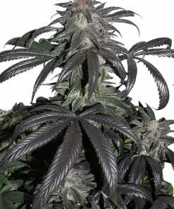 Bubba Island Kush Feminized Esrar Tohumu (Dutch Passion)