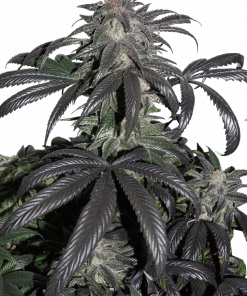 Bubba Island Kush Feminized Esrar Tohumu (Dutch Passion)