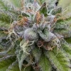 Bubba Kush Feminized Esrar Tohumu (Dinafem)