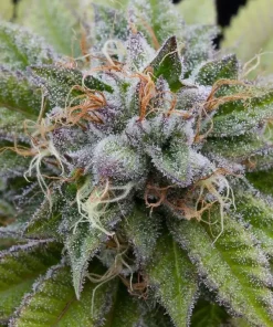 Bubba Kush Feminized Esrar Tohumu (Dinafem)