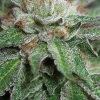 Bubba Kush Feminized Esrar Tohumu (Humboldt Seed Organization)