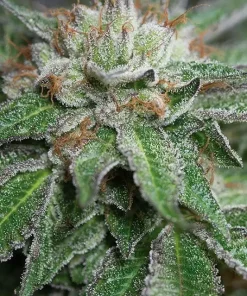 Bubba Kush Feminized Esrar Tohumu (Humboldt Seed Organization)