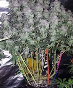Bubba Kush Feminized Esrar Tohumu (Humboldt Seed Organization)
