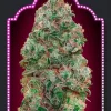 Bubble Gum Feminized Esrar Tohumu (00seeds)