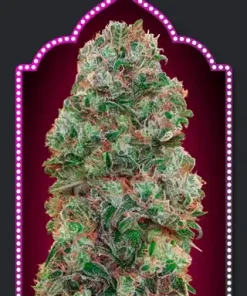 Bubble Gum Feminized Esrar Tohumu (00seeds)
