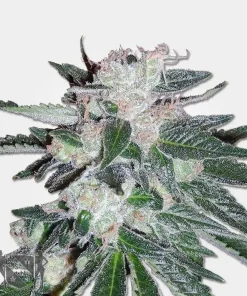 Bubblegum Auto Fem Esrar Tohumu (MSNL)