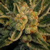 Bubblegum Feminized Esrar Tohumu (T.H.Seeds)
