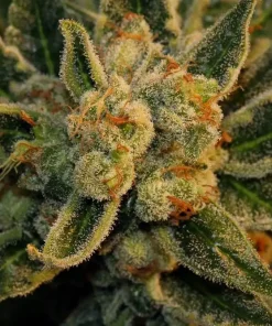 Bubblegum Feminized Esrar Tohumu (T.H.Seeds)