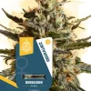 Bubblegum Feminized Esrar Tohumu (Zamnesia Seeds)