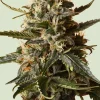 Bubblegum XL Feminized Esrar Tohumu (Royal Queen Seeds)